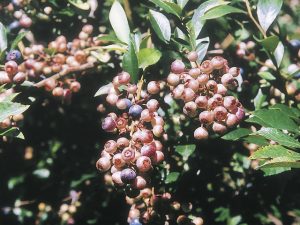 静岡県の夏のおすすめ果物狩り！メロン狩り・桃狩り・スイカ狩り・ビワ狩りなど