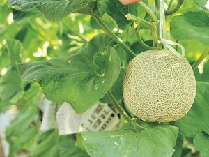 愛知・三重の夏の味覚&果物狩り！メロン狩り・ブルーベリー狩りなど
