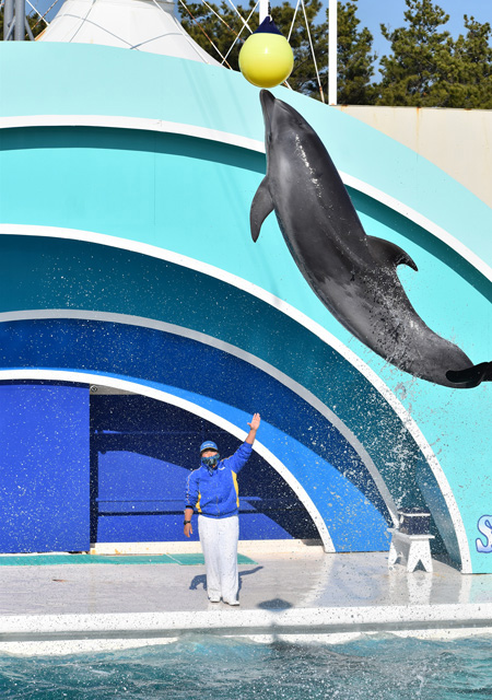 頭上にあるボールにタッチするバンドウイルカ／鴨川シーワールド（千葉県/鴨川市）