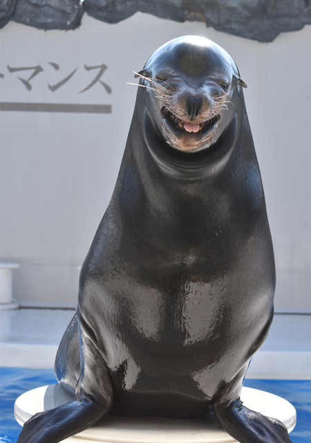 笑ったアシカと記念写真が撮れる人気プログラム／鴨川シーワールド（千葉県/鴨川市）