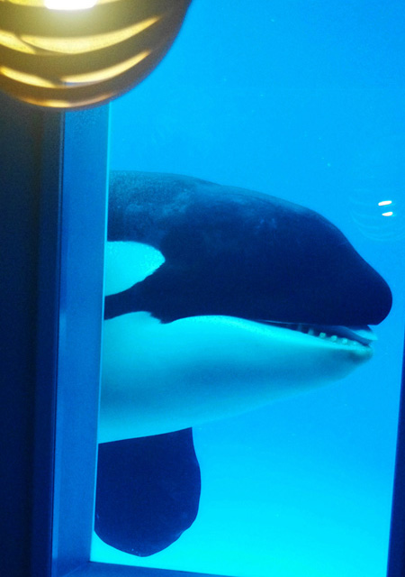 窓からシャチが見える／鴨川シーワールド（千葉県/鴨川市）