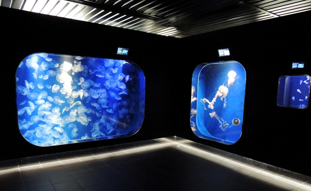 約10種のクラゲを展示している「クラゲライフ」／鴨川シーワールド（千葉県/鴨川市）