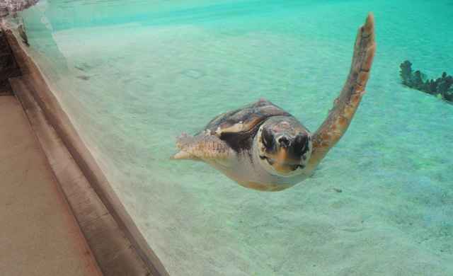 小さなアカウミガメ／鴨川シーワールド（千葉県/鴨川市）