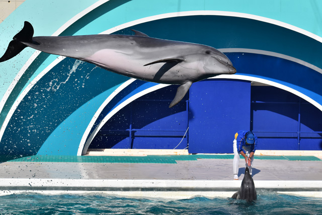 イルカパフォーマンスのワンシーン／鴨川シーワールド（千葉県/鴨川市）