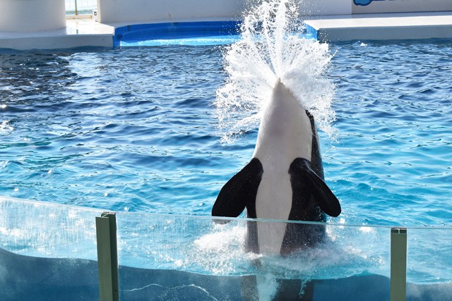 口から水しぶきを出すシャチ／鴨川シーワールド（千葉県/鴨川市）