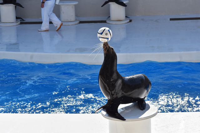 ボールを見事に操るパフォーマンス／鴨川シーワールド（千葉県/鴨川市）