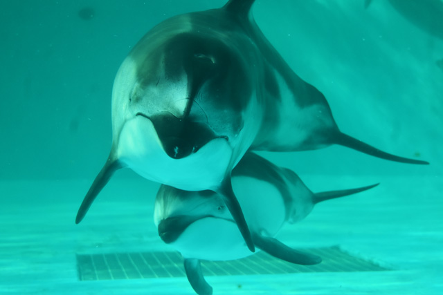 カマイルカの親子／鴨川シーワールド（千葉県/鴨川市）
