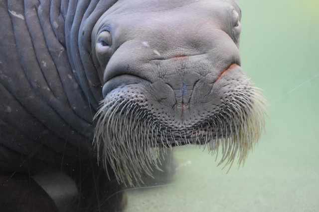 ガラス窓越しにこちらを見るセイウチ／鴨川シーワールド（千葉県/鴨川市）