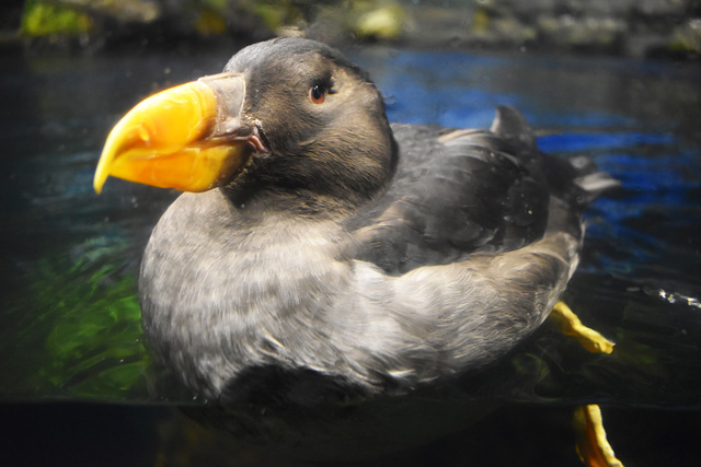 可愛い目をしているエトピリカ／鴨川シーワールド（千葉県/鴨川市）