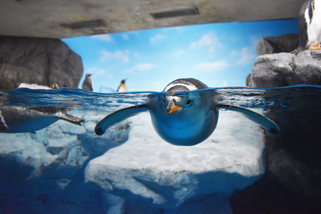 ペンギンの食事＆解説／鴨川シーワールド（千葉県/鴨川市）