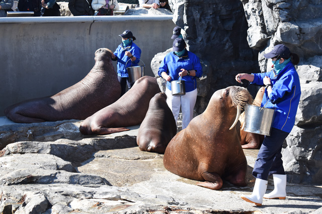 セイウチのフィーディングタイム／鴨川シーワールド（千葉県/鴨川市）