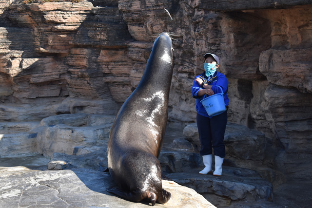 岩の上でお魚を食べるアシカ／鴨川シーワールド（千葉県/鴨川市）