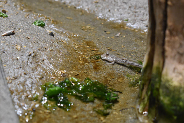 「干潟」水槽にいるトビハゼ／鴨川シーワールド（千葉県/鴨川市）