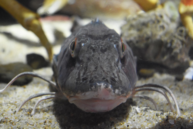 「沖合の深場」水槽で見つけたホウボウ／鴨川シーワールド（千葉県/鴨川市）