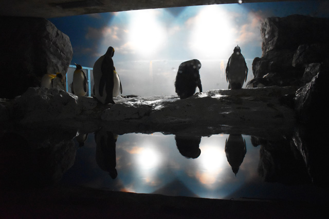 ポーラアドベンチャーのペンギン／鴨川シーワールド（千葉県/鴨川市）