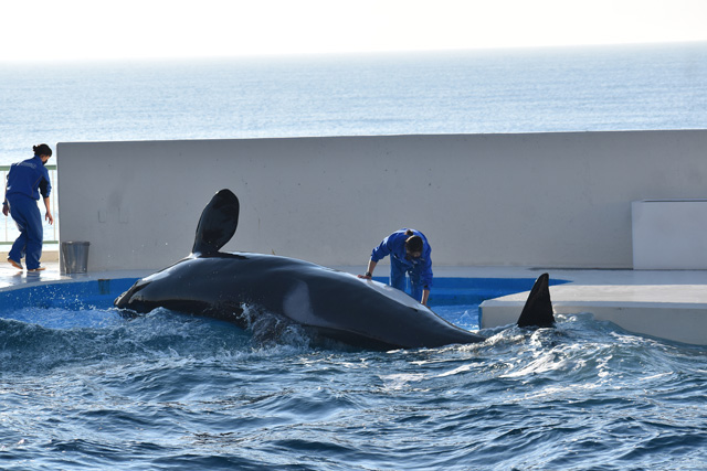 朝の健康チェックを行っている様子／鴨川シーワールド（千葉県/鴨川市）