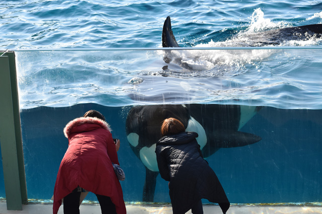 朝一で元気なシャチ／鴨川シーワールド（千葉県/鴨川市）