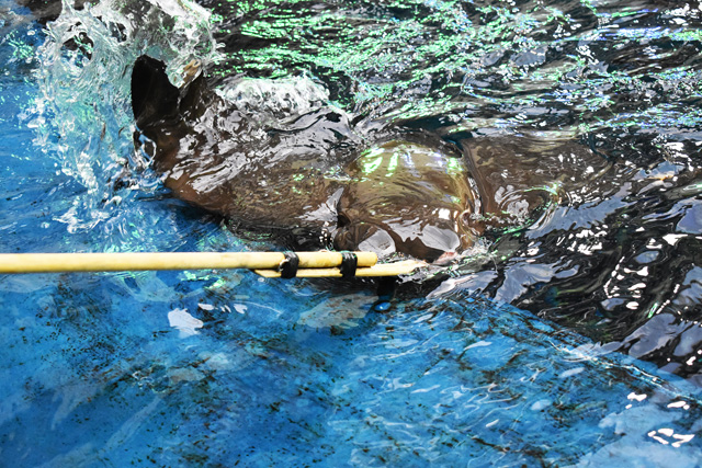 エイが魚を食べているシーン／鴨川シーワールド（千葉県/鴨川市）