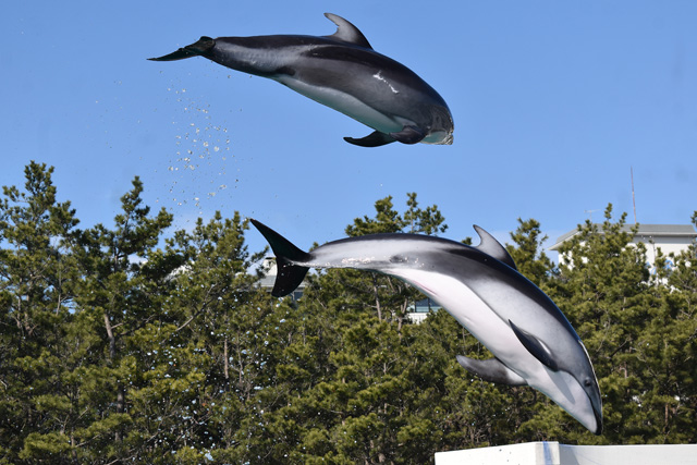 フィーディングタイムでイルカたちが泳ぎ回り高～くジャンプする姿／鴨川シーワールド（千葉県/鴨川市）