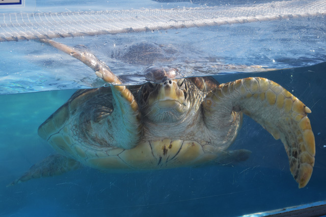 屋外水槽の前に寄ってくるウミガメ／鴨川シーワールド（千葉県/鴨川市）