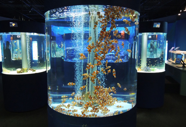 たくさんのカクレクマノミがいる水槽／鴨川シーワールド（千葉県/鴨川市）