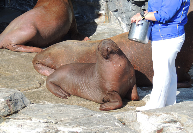 小さいセイウチキッズ／鴨川シーワールド（千葉県/鴨川市）