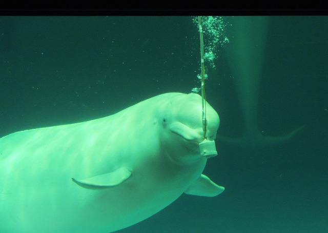 マイクに向かって美声を聞かせてくれるベルーガ／鴨川シーワールド（千葉県/鴨川市）