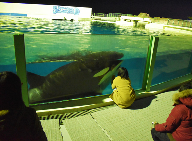 夜のシャチ／鴨川シーワールド（千葉県/鴨川市）