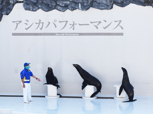 トレーナーさんとのかけあいが楽しいパフォーマンス／鴨川シーワールド（千葉県/鴨川市）