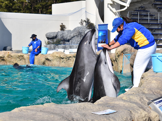 トレーナーさんのところに寄っていくイルカたち／鴨川シーワールド（千葉県/鴨川市）