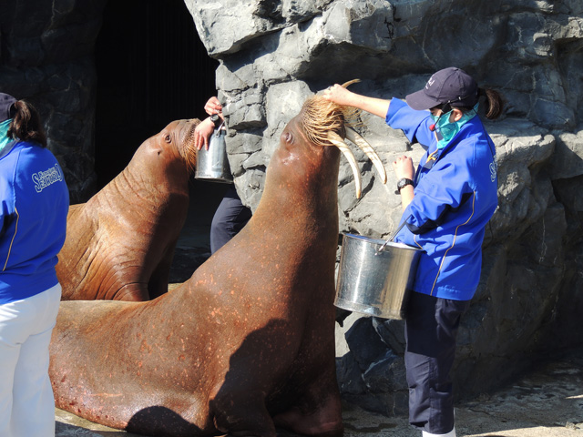 セイウチのフィーディングタイム／鴨川シーワールド（千葉県/鴨川市）