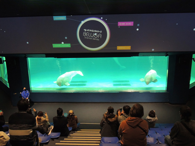 水槽の上に出る解説／鴨川シーワールド（千葉県/鴨川市）