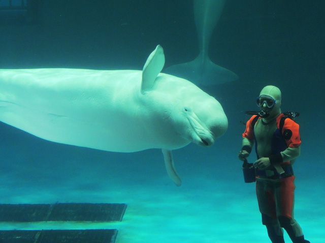 トレーナーさんのことが大好きなベルーガ／鴨川シーワールド（千葉県/鴨川市）