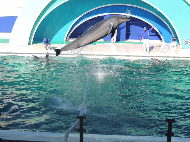 噴出される水を飛び越えるバンドウイルカ／鴨川シーワールド（千葉県/鴨川市）