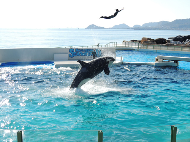 トレーナーさんとシャチのジャンプ！／鴨川シーワールド（千葉県/鴨川市） 