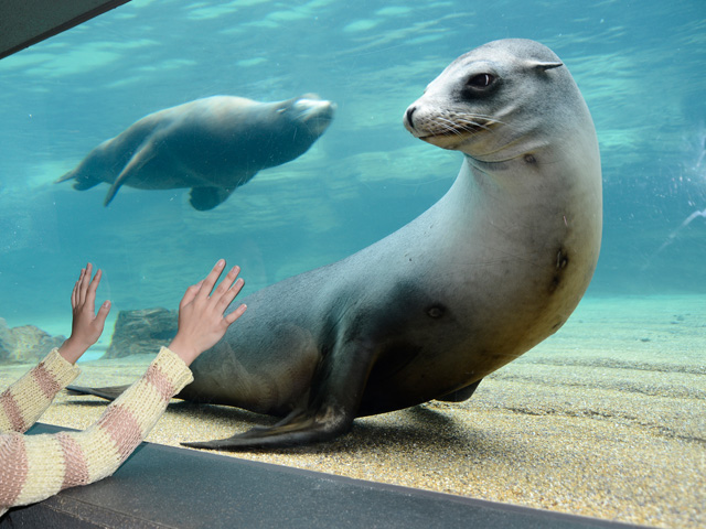 アシカとアザラシの海の水中部分／鴨川シーワールド（千葉県/鴨川市）