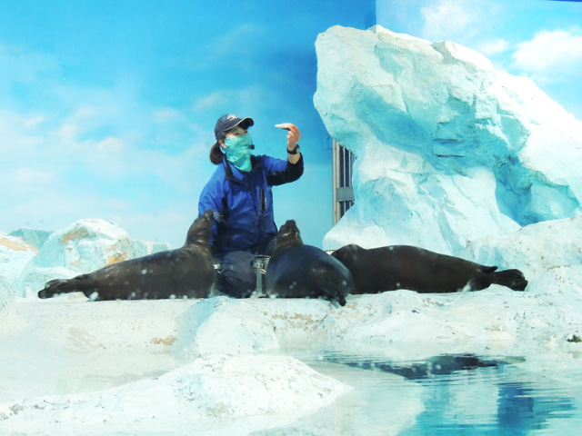 ワモンアザラシにお魚をあげているところ／鴨川シーワールド（千葉県/鴨川市）