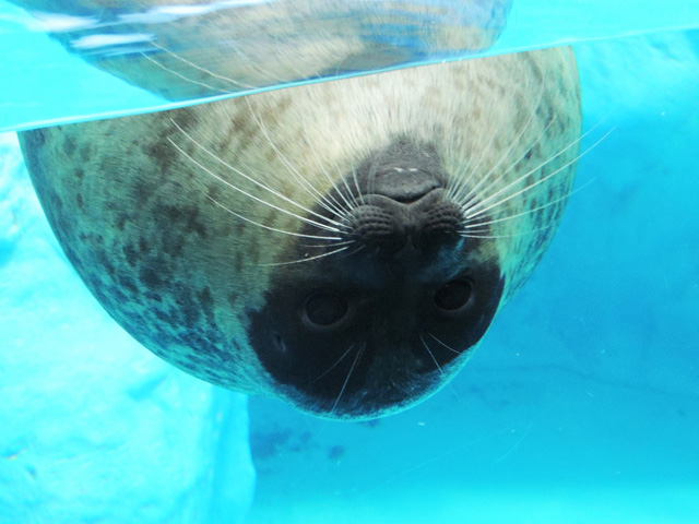 かなり丸っこいワモンアザラシ／鴨川シーワールド（千葉県/鴨川市）