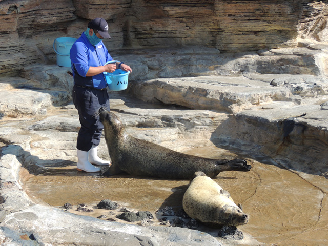 お魚をもらっているゴマフアザラシと手前で寝ているアザラシ／鴨川シーワールド（千葉県/鴨川市）