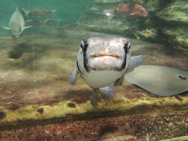 杉本さんイチオシのイシガキフグ／鴨川シーワールド（千葉県/鴨川市）