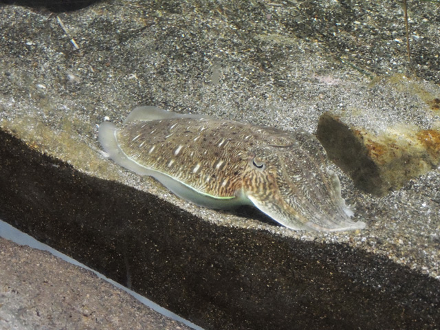 「河口」水槽にいたカミナリイカ／鴨川シーワールド（千葉県/鴨川市）