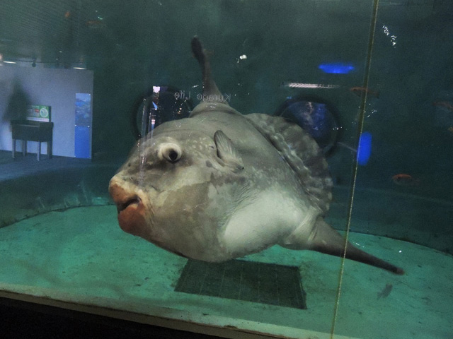 エコアクアロームにいるマンボウ／鴨川シーワールド（千葉県/鴨川市）