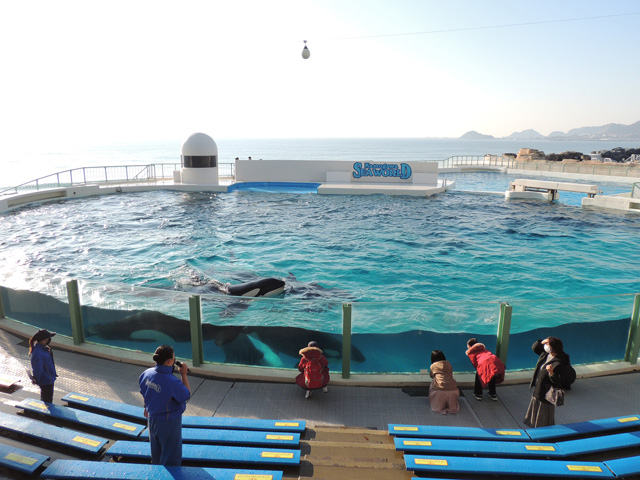 人が少ない朝にシャチに会える／鴨川シーワールド（千葉県/鴨川市）