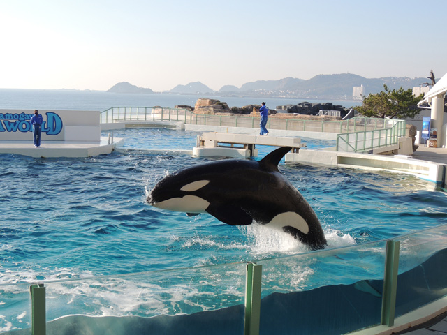 パフォーマンス時間以外のジャンプしている姿／鴨川シーワールド（千葉県/鴨川市）