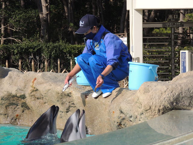 イルカたちにお魚をあげる様子／鴨川シーワールド（千葉県/鴨川市）