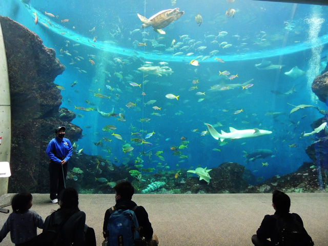 「無限の海」水槽でフィーディングタイムの魚たち／鴨川シーワールド（千葉県/鴨川市）