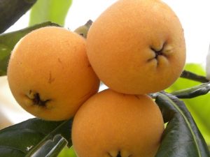 大阪・兵庫の夏の味覚&果物狩り！ブルーベリー狩り・ビワ狩り・トマト狩りなど