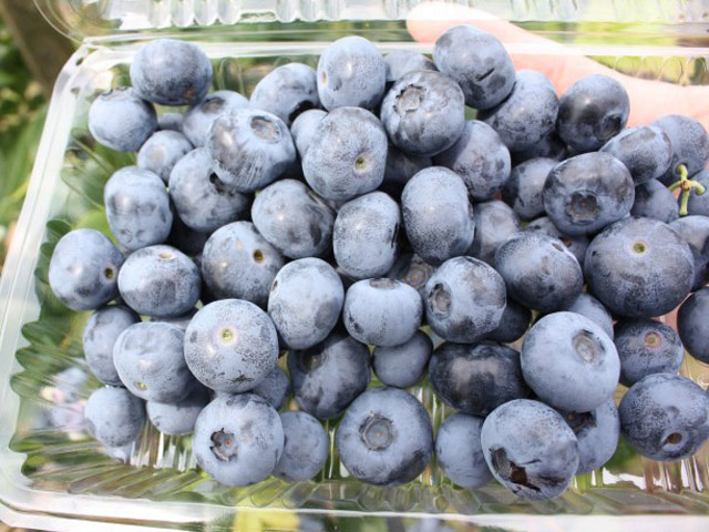 奥大山ブルーベリーファーム（鳥取県／日野郡江府町）