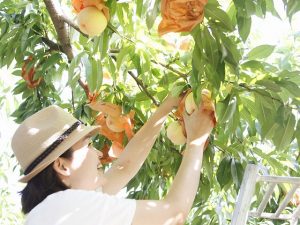 岡山県の白桃狩りスポット2選(7月~9月上旬)夏の味覚&果物狩り