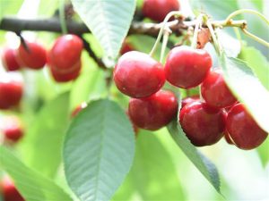 広島県の夏の味覚&果物狩り!さくらんぼ狩り・桃狩り・梅狩りなど